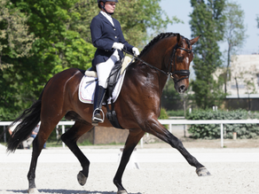Ein Dressurpferd im Training