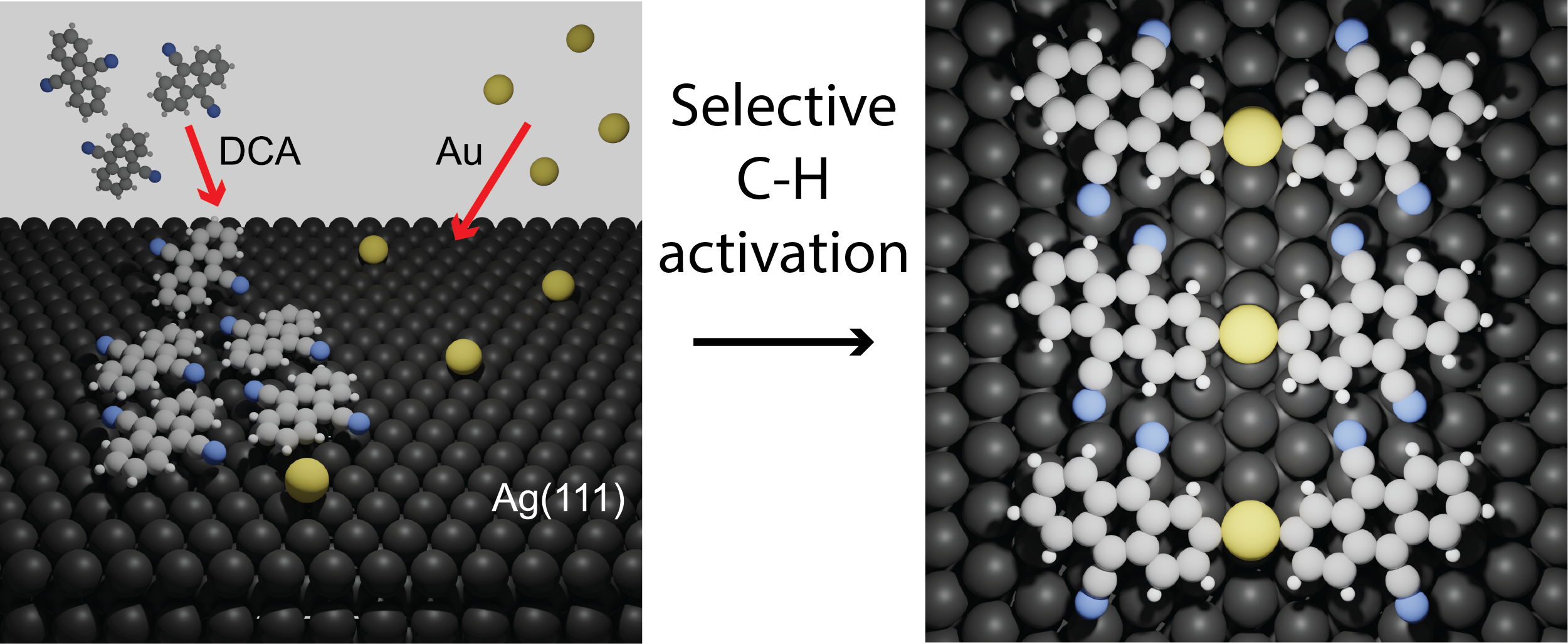 Organic (DCA) molecules combine with gold atoms (Au) on a silver surface, (Ag). @ FLEET