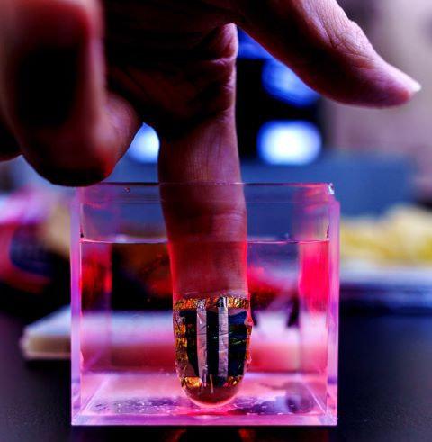 The organic light detector operated even when immersed in water. @ 2024 RIKEN Center for Emergent Matter Science