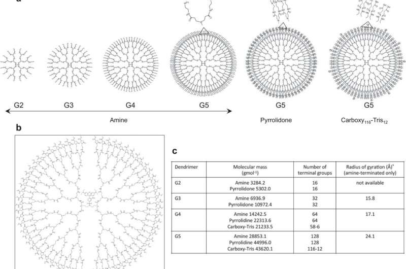 Fig. 1: Dendrimer characteristics and the role of dendrimer end-terminal functionality in complement activation. a Structural representation of G2–G5 dendrimers with magnified views of the highlighted end-terminal region (dashed triangles). At physiological pH the end-terminal primary amines and carboxylic acids are predominantly protonated and deprotonated, respectively. b Typical structure of a G4 PAMAM dendrimer with a precisely core positioned sulforhodamine B. c Selected properties of G2–G5 dendrimers. *The values for radius of gyration were adopted from a previous small-angle X-ray scattering study26 d Pyrrolidone- and carboxy-Tris-terminated dendrimers do not trigger complement activation in human plasma (plasma code, M26; a healthy individual Caucasian, male, 26 years old) as determined through measurements of sC5b-9. Complement activation is compared at an equivalent number of dendrimer terminal groups (101 × 1017 terminal groups per mL of plasma). e The effect of different generations (G2–G5) of amine-terminated dendrimers on generation of fluid-phase sC5b-9 in M26 plasma. The best coefficient of correlation (R2 = 0.965) is computationally defined by the equation y = 422.15e0.0106x. f The effect of G2 dendrimer concentration on sC5b-9 formation in M26 plasma. The best coefficient of correlation (R2 = 0.955) is computationally defined by a quadratic polynomial fit (y = −0.0319x2 + 0.2006x + 366.92). In e and f, mean background sC5b-9 levels were 367 ± 7.2 µgmL−1 and 361 ± 7.3 µgmL−1, respectively. In panel d, bars represent mean ± s.d. of three separate experiments and each dot indicates the mean of three technical replicates. In e and f, each point represents the mean ± s.d. of three separate experiments, and each experiment was done in triplicate samples. In d, e and f, p values (unpaired, two-sided) are compared with the respective background (control) incubation. @ DOI: 10.1038/s41467-021-24960-6