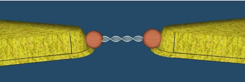 Illustration of Porath’s experiment showing a DNA molecule, through which an electric current is flowing, that is bound by two nanoparticles (orange circles) to the electrodes (yellow). @ Hebrew University