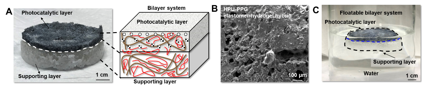Figure 1. A.Floatable photocatalytic platforms are composed of bilayer structures, a photocatalytic layer, and a supporting layer. B.The porous structure of the platform. C.The porous structure of the platform features floatability. @ Institute for Basic Science
