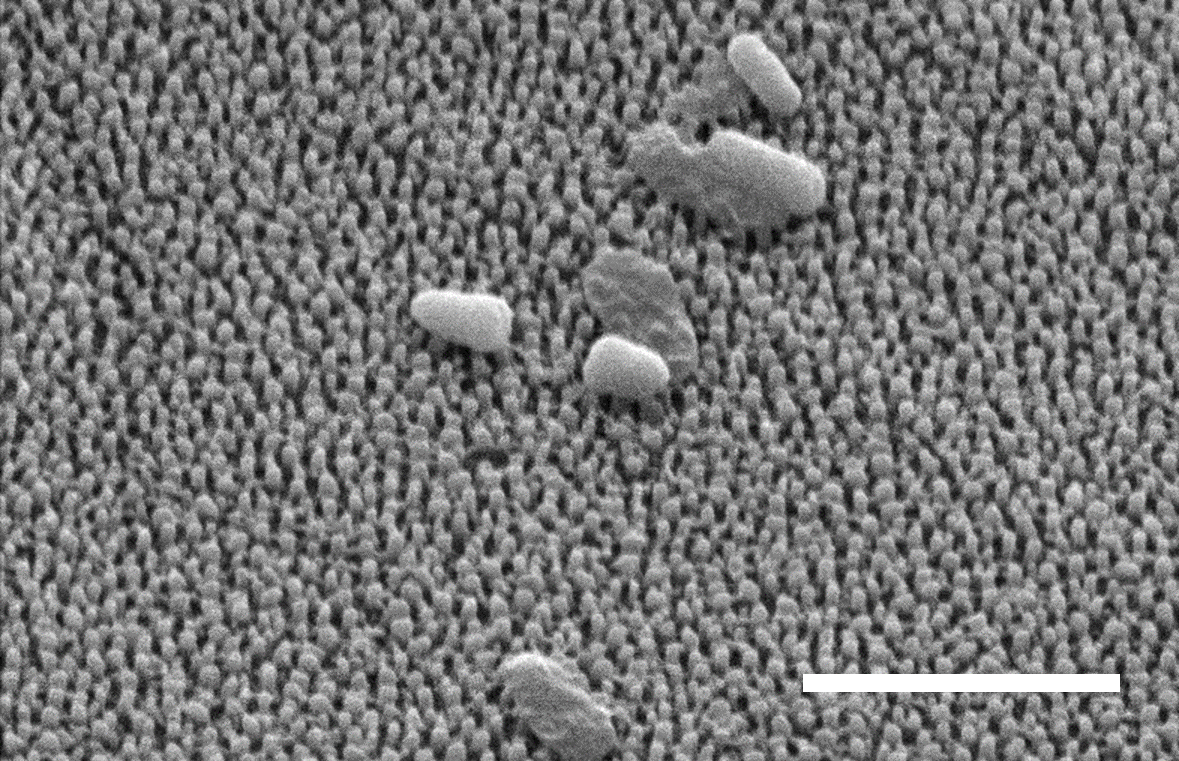 Scanning electron image of Chen's replicated polystyrene surface with punctured P. aeruginosa bacteria cells and intact bacteria cells. Scale bar is 3 micrometers. @ Yutao Chen