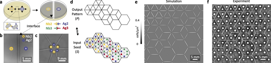 Swarming E. coli expressing heterophilic synthetic cell–cell adhesins form programmable interfaces, which enables complex tessellation and tiling patterns at the tissue-level scale. @ Riedel Kruse lab/University of Arizona