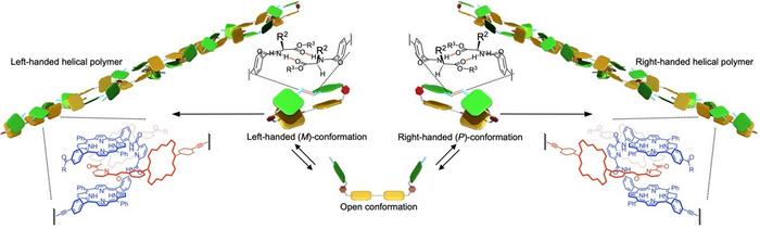 Scientists at Hiroshima University developed brand-new helical supramolecular polymer chains from chirally twisted macrocyclic monomers. @ Takeharu Haino, Hiroshima University