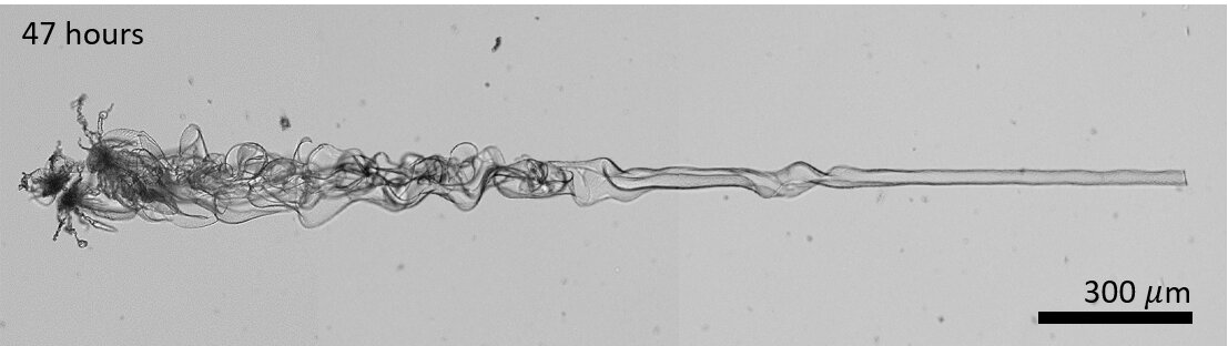 An optical micrograph of a several millimeters long BaCO3-silica nanocomposite. The nanocomposite is grown using a dynamic UV light pattern. By moving the UV light pattern at the correct speed ahead of the growth front, where the building blocks are generated, the researchers can control the growth direction of nanocrystals. It took 47 hours to grow this millimeters-long line of nanocrystals. @ Bistervels et al., AMOLF