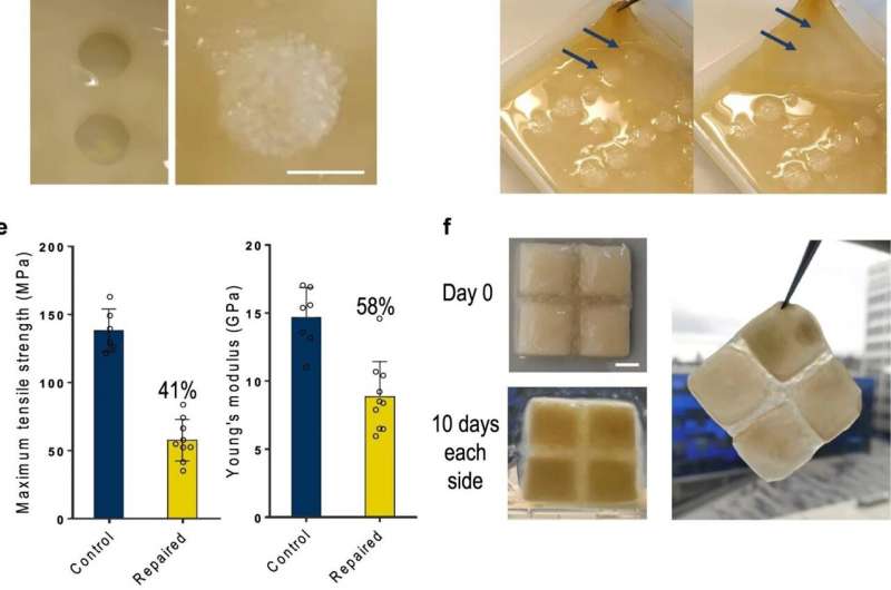 Researchers saw excellent repair that was structurally stable and restored the consistency and appearance of the material. @ Imperial College London