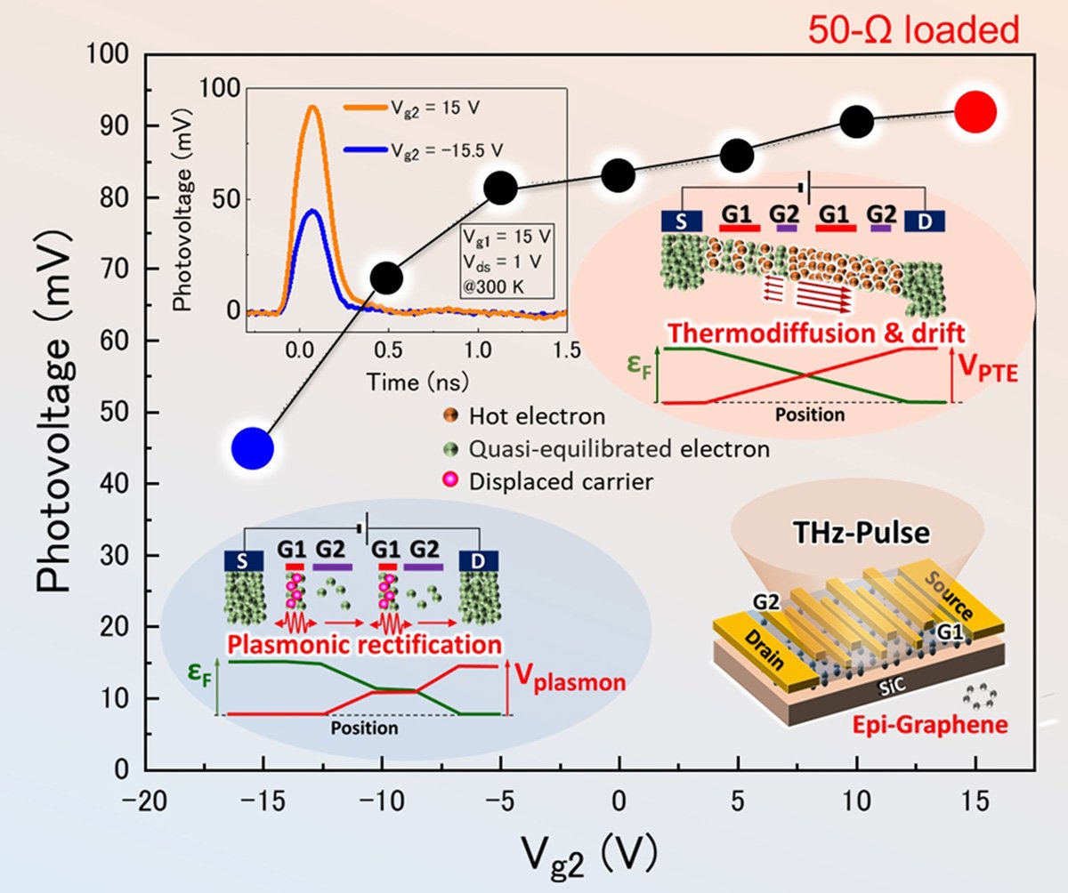 The measured photovoltage output (peak height) versus gate 2 bias voltage waring from the minimal charge neutrality point to positively high when gate 1 bias is kept. The inset schematics draw cross-sectional carrier density and temperature profiles in the transistor channel. @ Koichi Tamura et al.