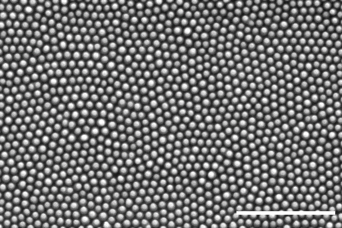 Scanning electron microscope image of cicada wing nanopillars. Scale bar is 2 micrometers. @ Yutao Chen