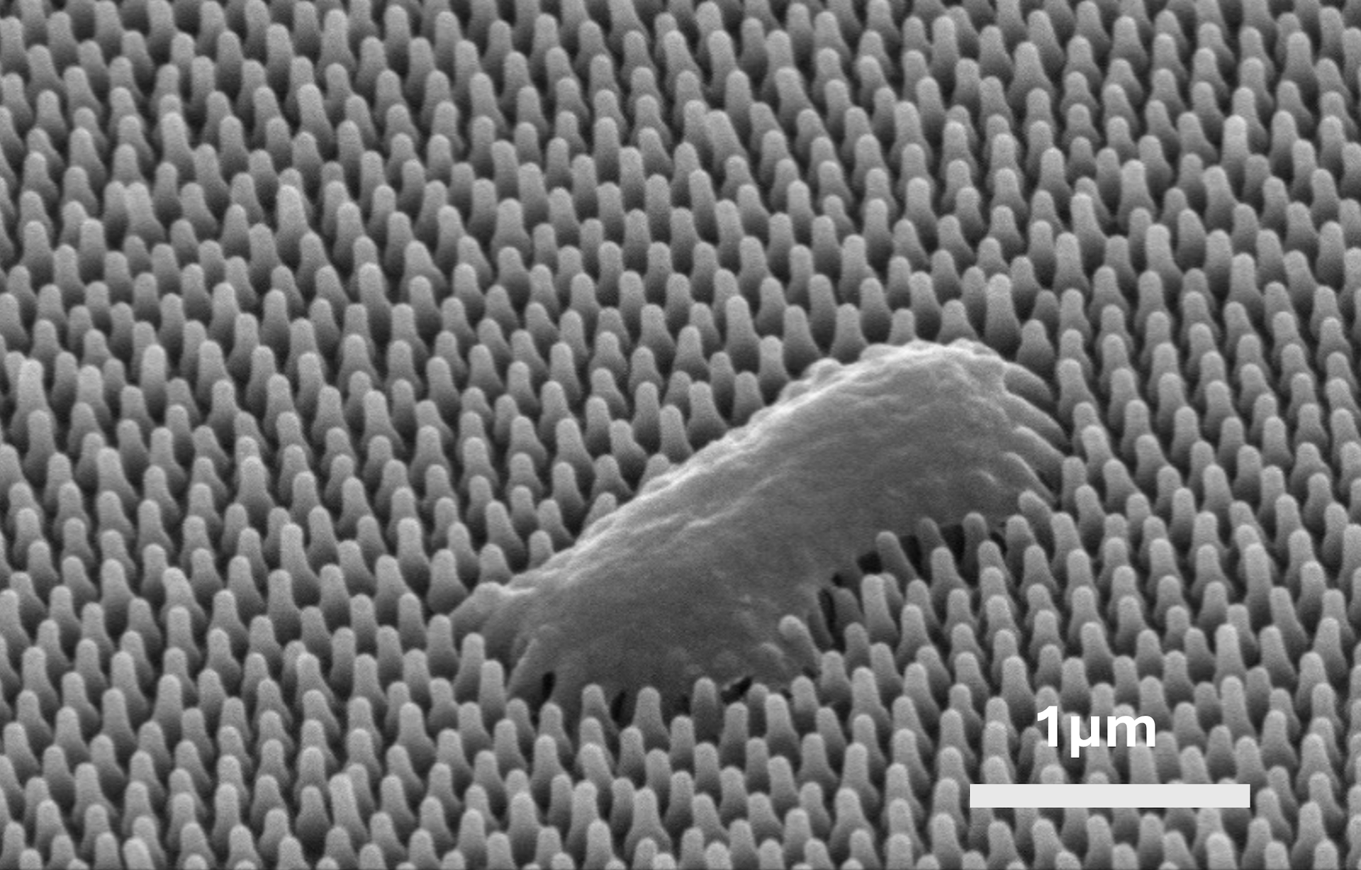 Scanning electron microscope image of a Pseudomonas aeruginosa bacterium, destroyed by nanopillars, on a cicada wing. Scale bar is 1 micrometer. @ Yutao Chen