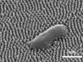 Researchers study cicadas’ antimicrobial properties to develop new antibacterial surfaces