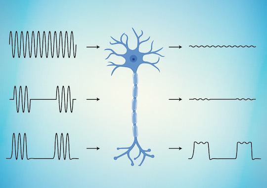 Schematic of neural response for linear magnetic-to-electric conversion (top two conversions) versus nonlinear (bottom third). @ Josh Chen/Rice University