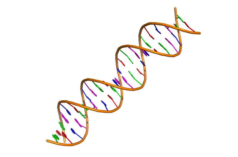A double stranded DNA fragment. @ Vcpmartin/Wikimedia/ CC BY-SA 4.0
