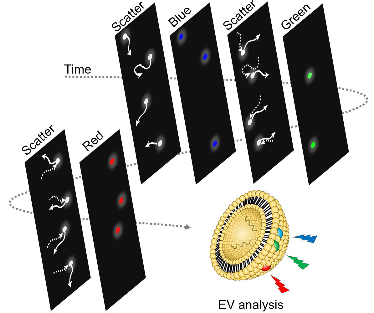 Fluorescence-based analysis of extracellular vesicles by time-sequential illumination and tracking. @ POSTECH