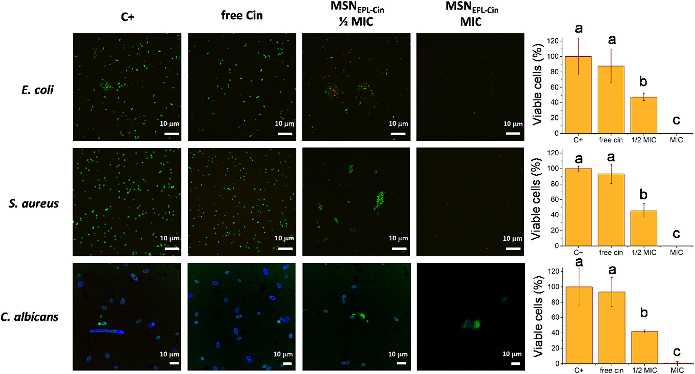 Microbial viability determination by fluorescent viability staining. Fluorescence images and viable cells quantification of positive control (untreated microorganism), microorganisms treated with free Cin, 1/2 MIC of MSNEPL-Cin, and MIC of MSNEPL-Cin after 24 h of treatment. Mean values (n = 3) ± SD. Lower letters (a, b, c) indicate statistically significant differences among different treatments and concentrations (p < 0.001). @ Universitat Politècnica de València / Biomaterials Advances (2024)