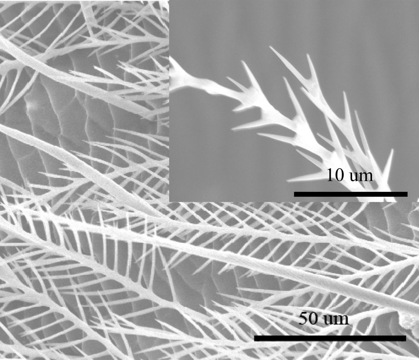Tiny hairs on a honeybee's abdomen reduce friction during bending, saving large amounts of energy during the bee's daily activities. @ Adapted from ACS Applied Materials & Interfaces 2021, DOI: 10.1021/acsami.1c05500
