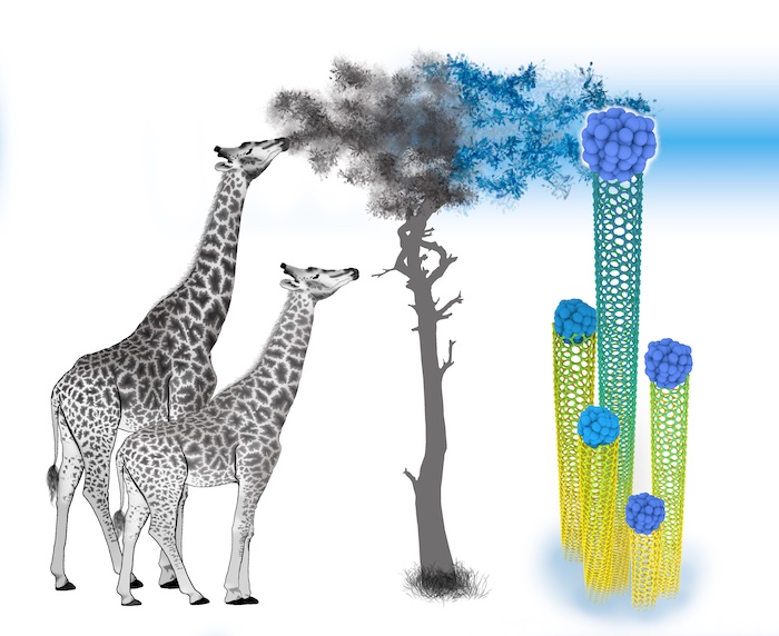 There are dozens of varieties of nanotubes, each with a characteristic diameter and structural twist, or chiral angle. Carbon nanotubes are grown on catalytic particles using batch production methods that produce the entire gamut of chiral varieties, but Rice scientists have come up with a new strategy for making batches with a single, desired chirality. Their theory shows chiral varieties can be selected for production when catalytic particles are drawn away at specific speeds by localized feedstock supply. The illustration depicts this and an analogous process 19th-century scientists used to describe the evolution of giraffes’ long necks due to the gradual selection of abilities to reach progressively higher for food. @ Ksenia Bets