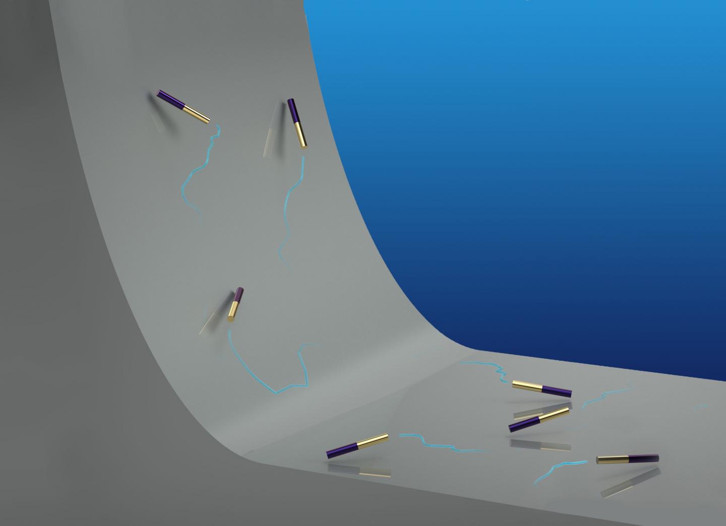 Heavy metallic microswimmers, made of rhodium (purple) and gold, swim around in a liquid solution. When confronting a sloped wall, each rod-like swimmer will reorient its body upward due to its density imbalance, and swims up like a rock climber against gravity. A hydrodynamic effect helps to amplify the action in its reorientation. @ Image courtesy of Jun Zhang, NYU's Courant Institute and NYU's Department of Physics.