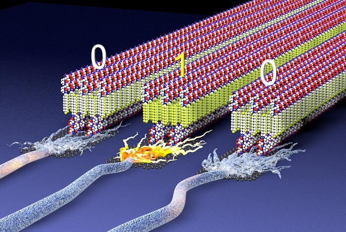 This illustration shows a future vision of assemblies of molecules formed by peptides and miniature molecular segments from a plastic material to create ferroelectric structures that switch polarity to store digital information or signal neurons. @ Mark Seniw/Center for Regenerative Medicine/Northwestern University