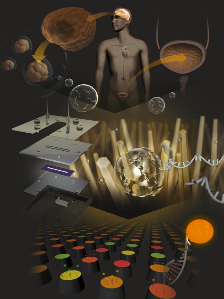 Nanowire scaffolds for the screening of microRNAs from patient-derived tumor-organoid and urine in patients with central nervous system tumors @ Takao Yasui & Atsushi Natsume