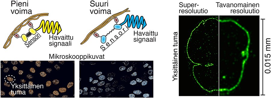 The image shows the principle of action of the intracellular force sensor on the left The fluorescent proteins (yellow and cyan) are derived from jellyfish, while the rubber band part (black) has utilised spider web protein. The target protein-binding antibodies (dark brown) are derived from alpacas. In the image to the right is a comparison of super-resolution microscopy and conventional microscopy imaging of the cell nucleus. @ Teemu Ihalainen