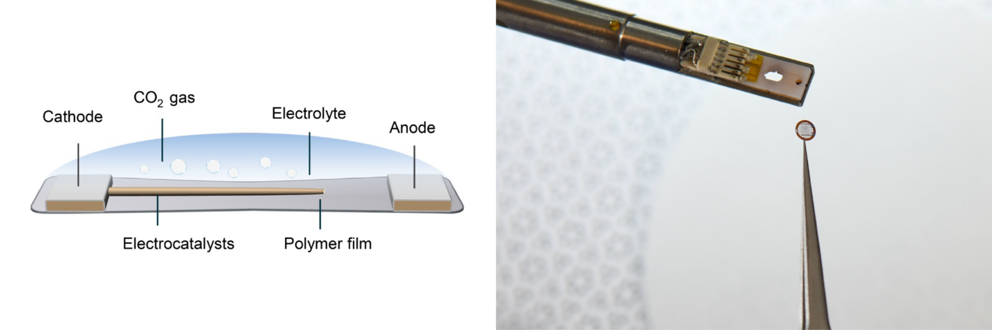 On the left, a schematic showing the different components of the polymer liquid cell (PLC) that the team developed. On the right, a photograph of the PLC (the small circle held in the tweezers) next to the holding device that supports the PLC and inserts it into the transmission electron microscope. @ Berkeley Lab, Thor Swift/Berkeley Lab
