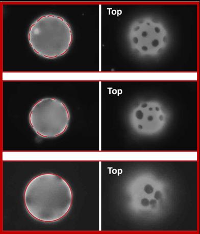 Arrangements of black plate-like domains that depend on membrane curvature. @ Weiyue Xin of Santore lab.