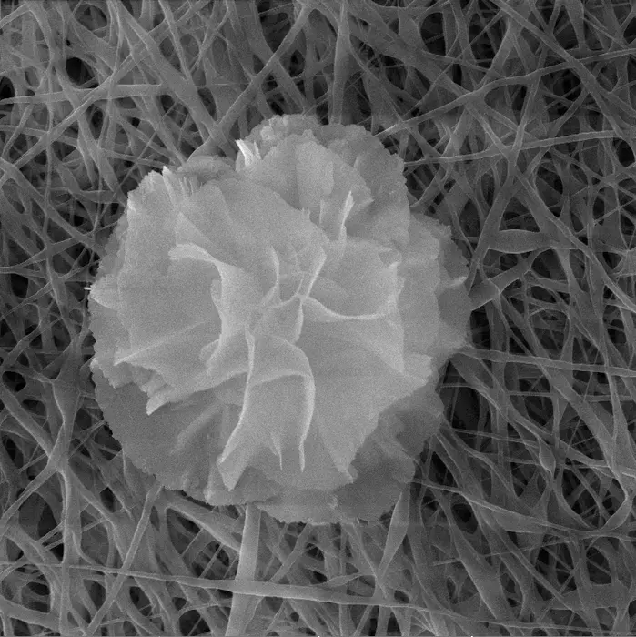 This elegant nanoflower adds antioxidant, antibacterial and antibiofilm properties when applied to electrospun nanofiber bandages. @ American Chemical Society. Adapted from ACS Applied Bio Materials 2025, DOI: 10.1021/acsabm.4c00788