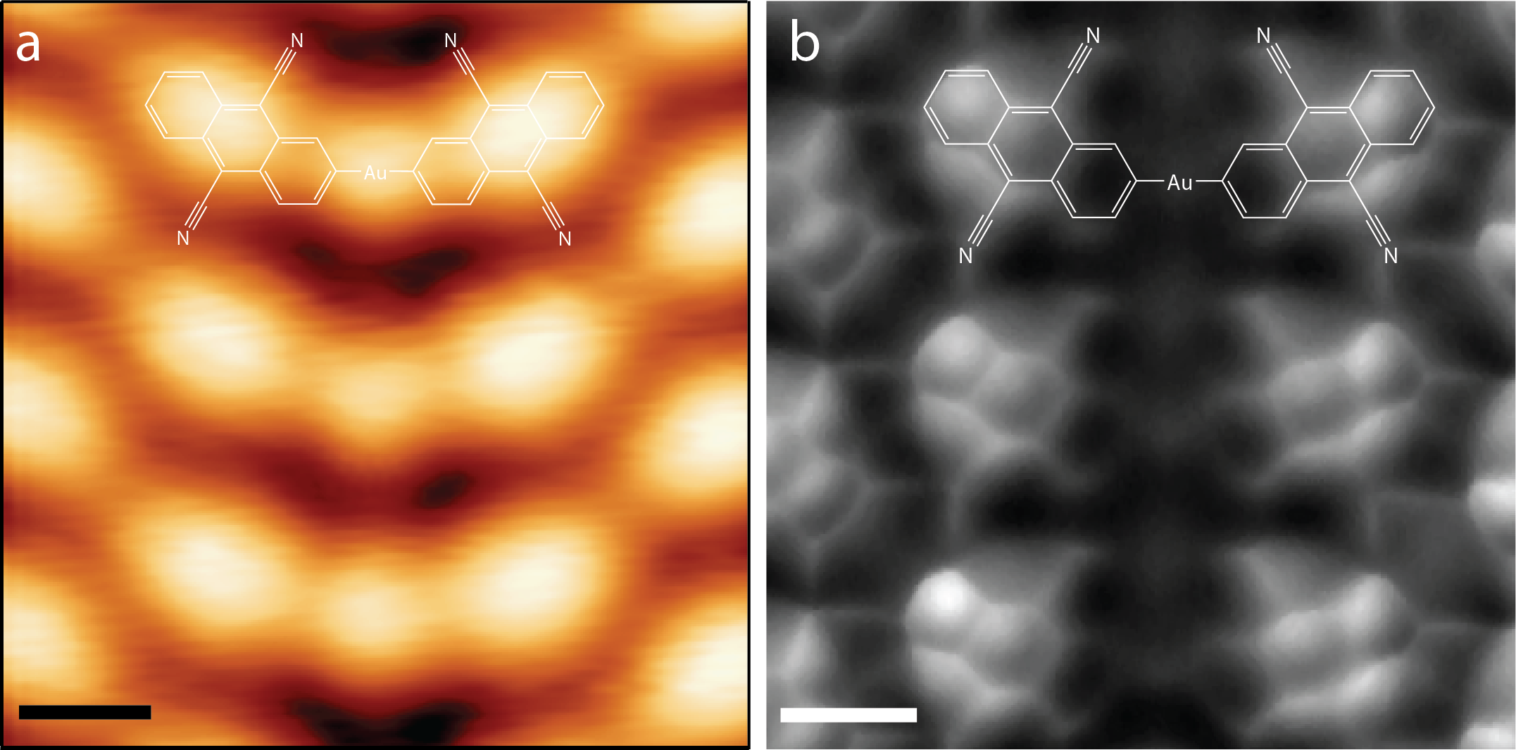 Scanning tunnelling microscopy (a) and non-contact atomic force microscopy (b) at Monash University of bonded DCA molecules and Au atoms allow direct observation of the chemical structure with covalent C-Au bonds. Scale bars: 0.5 nm. @ FLEET
