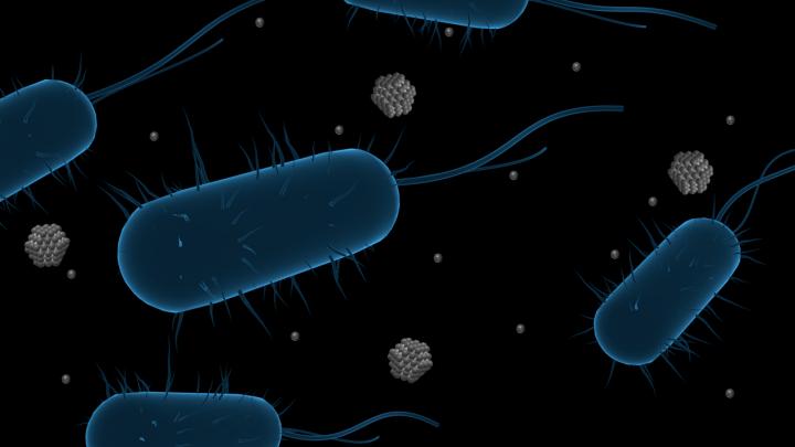 A depiction of hyper-motile E.coli, a strain of bacteria found to resist silver nanoparticles' antimicrobial properties after repeated exposure. @ Lisa Stabryla/University of Pittsburgh.