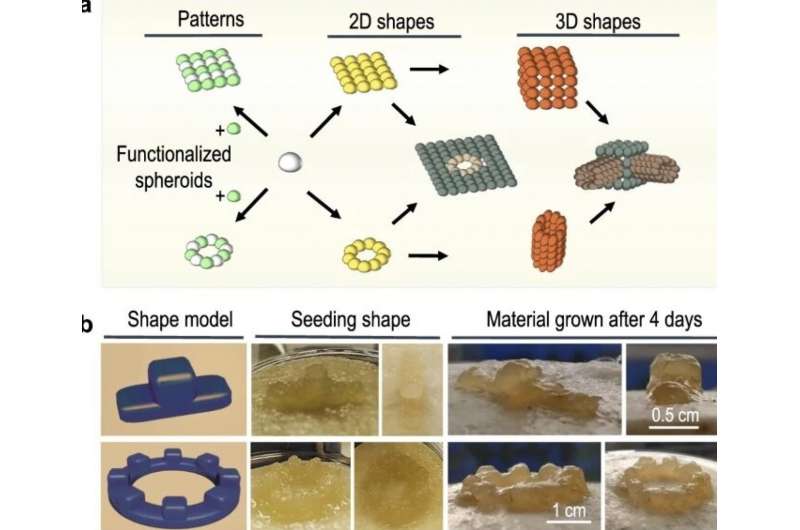 Patterns and 3D shapes made from the spheroids. @ Imperial College London