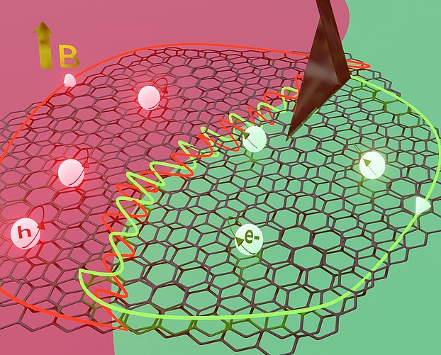 The two graphene layers are twisted relative to one another by the magic angle of approximately 1.1°. Depending on how many electrons a single cell is filled with, the graphene exhibits different electrical and magnetic properties. Measurements can be made using the oscillating tip of an atomic force microscope. The green surface is doped with an excess of electrons, while the red surface is underdoped. Polarized circular currents are induced by the magnetic field. @ Department of Physics, University of Basel