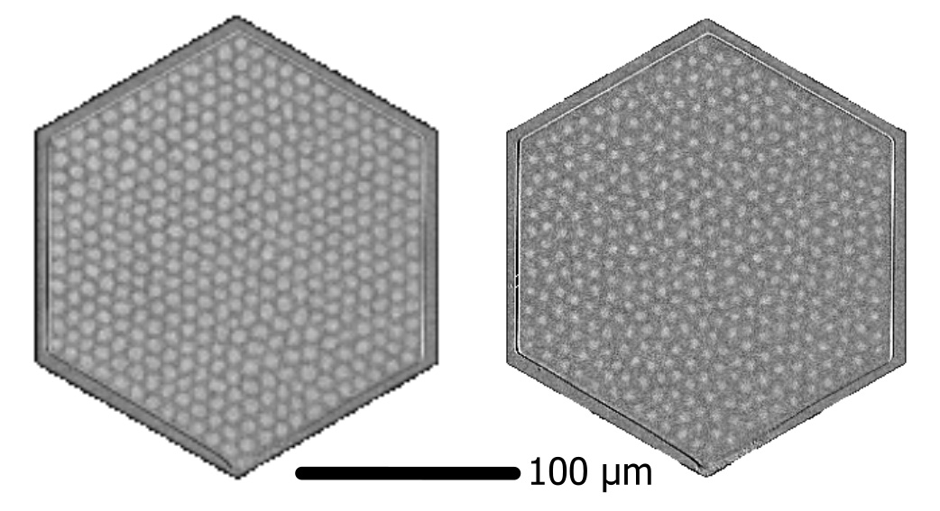 Snapshots of the skyrmion lattice during the melting: an ordered skyrmion lattice on the left while the lattice structure has vanished on the right. @ Raphael Gruber
