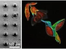 Microscopic pixels can be fabricated using direct laser writing, demonstrating the ability to achieve wide gamut structural colours, and these can be combined into microscopic works of art, such as in the tiny hummingbird art shown here.
