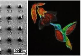 Microscopic pixels can be fabricated using direct laser writing, demonstrating the ability to achieve wide gamut structural colours, and these can be combined into microscopic works of art, such as in the tiny hummingbird art shown here.