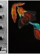 Microscopic pixels can be fabricated using direct laser writing, demonstrating the ability to achieve wide gamut structural colours, and these can be combined into microscopic works of art, such as in the tiny hummingbird art shown here.