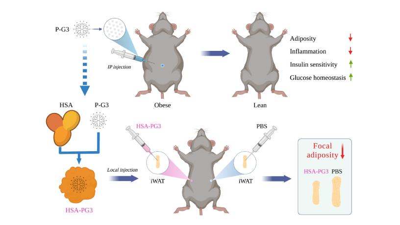 Illustration showing how cationic nanomaterials target depot-specific fat cells. @ Qianfen Wan/CUIMC and Baoding Huang/Columbia Engineering