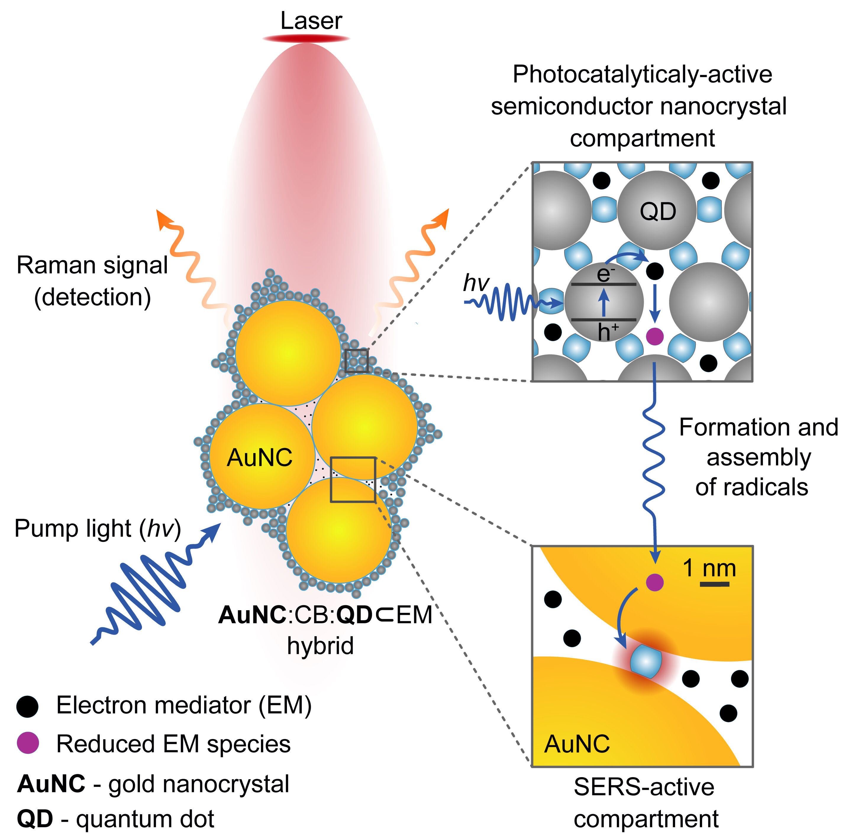 The device, made by a team from the University of Cambridge, combines tiny semiconductor nanocrystals called quantum dots and gold nanoparticles using molecular glue called cucurbituril (CB). When added to water with the molecule to be studied, the components self-assemble in seconds into a stable, powerful tool that allows the real-time monitoring of chemical reactions. @ University of Cambridge