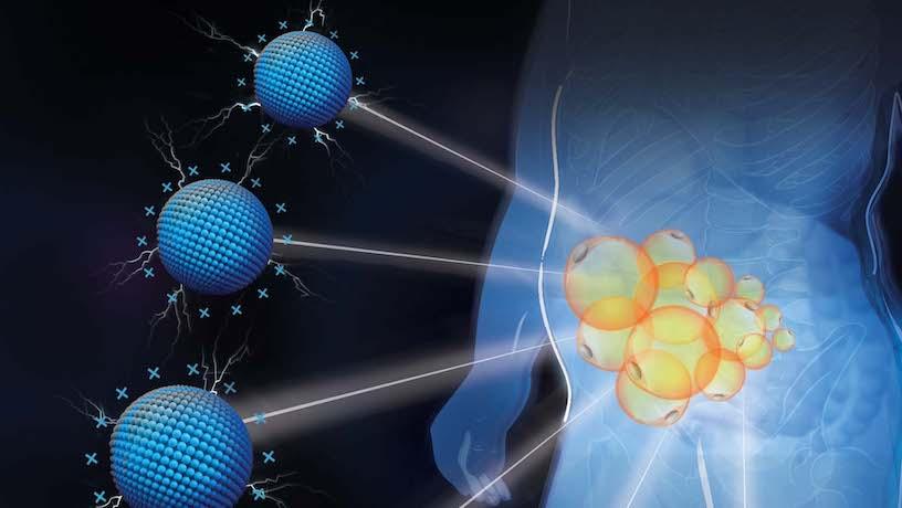 Illustration of depot-specific targeting of fat by cationic nanomaterials. @ Nicoletta Barolini/Columbia University