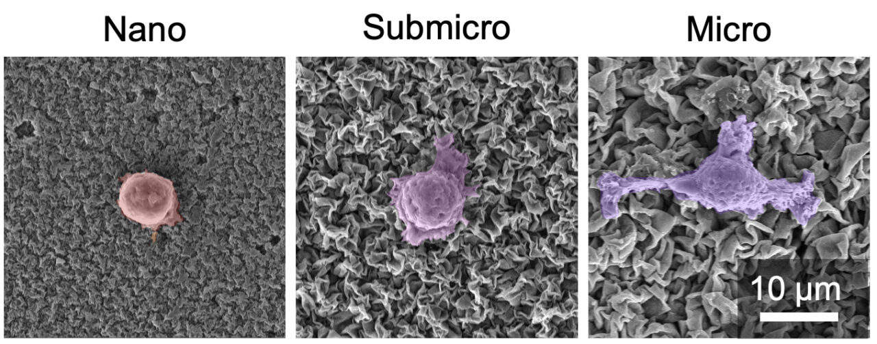 When exposed to larger grooves in the ceramic coatings, immune cells stretch out finger-like appendages, a sign that they’ve taken on an anti-inflammatory role. @ Mohammad Asadi Tokmedash, Min Lab, University of Michigan