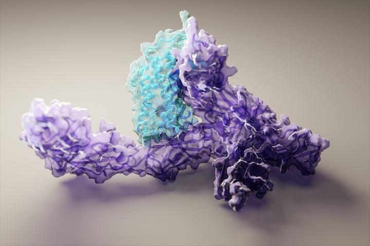 Protein design researchers used artificial intelligence to generate hundreds of new protein structures, including this 3D view of human interleukin-12 bound to its receptor. @ Ian Haydon, UW Medicine Institute for Protein Design