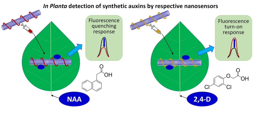 Nanosensors developed at the Singapore-MIT Alliance for Research and Technology (SMART) can detect synthetic auxin plant hormones NAA and 2,4-D. @ Singapore-MIT Alliance for Research and Technology