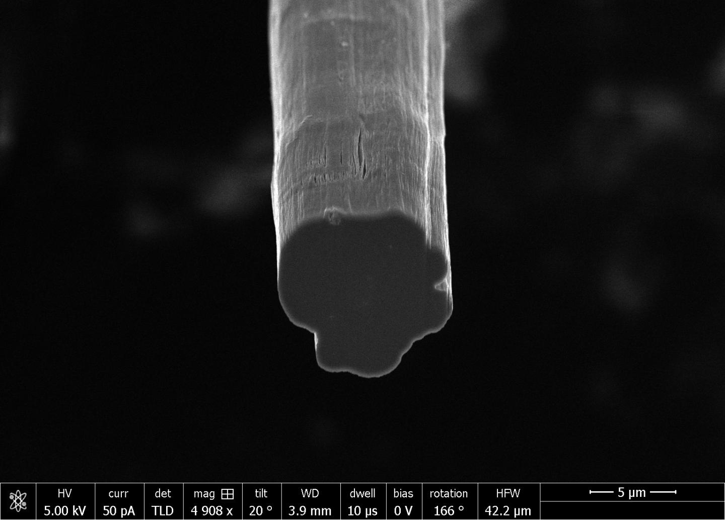 The cross-section of a fiber produced at Rice University contains tens of millions of carbon nanotubes. The lab continually improves its method to make fibers, which tests show are now stronger than Kevlar. @ Pasquali Research Group/Rice University