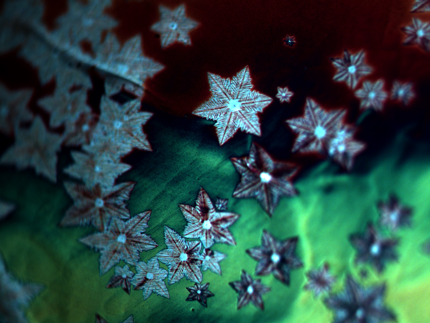 Snowflakes etched in graphene at Skoltech. The light areas are graphene, and the dark ones are oxidized copper. The snowflake pattern emerged as the surrounding graphene was etched away by carbon dioxide in one of the experiments before the optimal gas composition was found. @ Artem Grebenko/Skoltech