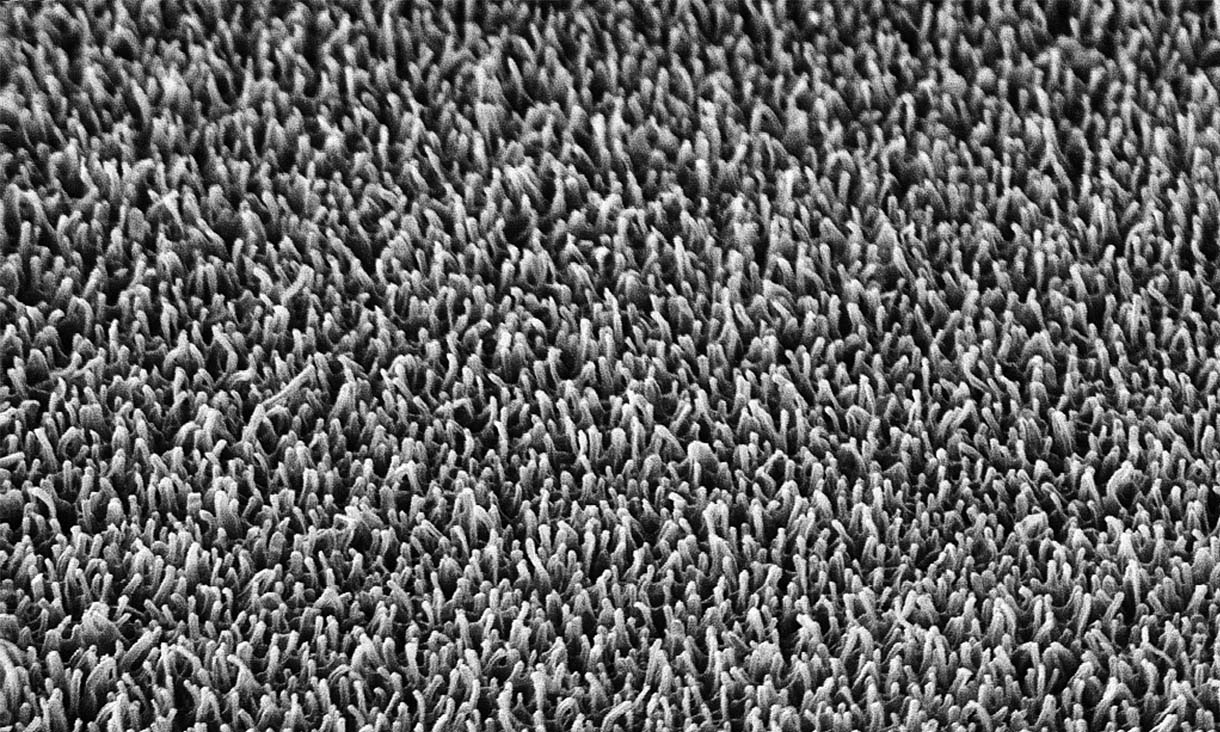 The nanopillars on the surface of a dragonfly wing (magnified 20,000 times). @ RMIT University
