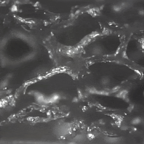 Purdue University researchers Xiulin Ruan and Amy Marconnet have studied compressible graphene foam to develop a continuously tunable thermal regulator. @ Purdue University/Tingting Du