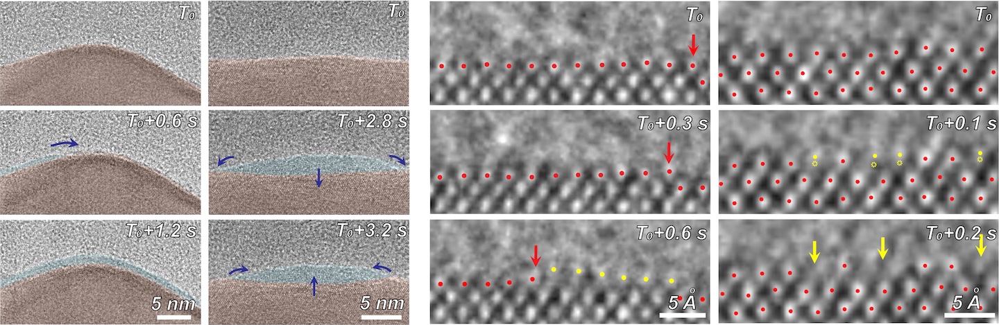(Left) In-situ TEM images showing the appearance, movement, and disappearance of the amorphous interphase (light blue) between the solid copper catalyst (brown) and liquid electrolyte (grey) at different timepoints. The dark blue arrows indicate directions of the amorphous phase movement. (Right) High-resolution TEM images showing a magnified view of the catalyst atomic dynamics mediated by the amorphous interphase during the carbon dioxide electroreduction reaction. Red dots highlight copper atoms on solid copper catalyst surface. Yellow dots highlight copper atoms with displacements while transforming into the amorphous phase. Red arrows indicate the atomic step. Yellow arrows indicate the resulting atomic roughness. @ Zheng et al/Berkeley Lab