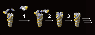 Figure 1: Wedge-shaped precursor molecules (top left) come together to build a rod-shaped supramolecular polymer composed of their reductively cyclotetramerized disk-shaped monomers, with each new layer of the growing polymer templating the formation of the next (1 and 2 show the preorganization of wedge-shaped precursor phthalonitrile molecules, and 3 shows reductive cyclotrimerization to give a disk-shaped phthalocyanine monomer). @ RIKEN Center for Emergent Matter Science