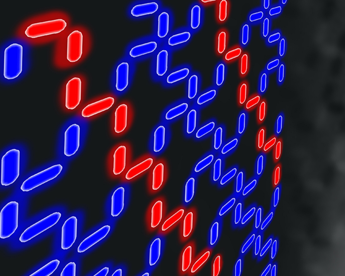 Extremely small arrays of magnets, known as tetris spin ice (shown here), can order themselves by increasing their disorder. @ University of Illinois at Urbana-Champaign