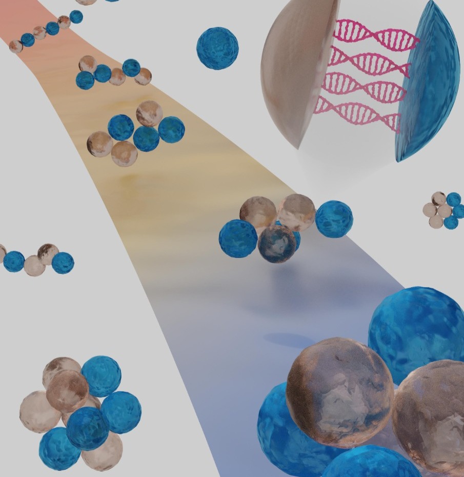 The illustration shows how droplets with different DNA strands first combine into chains, which are then programmed to fold into specific geometries, analogous to protein folding. The carpet highlights one folding pathway of a hexamer chain folding into a polytetrahedron. The zoom shows how the formation of DNA double helices drives droplet-droplet binding. @ Kaitlynn Snyder
